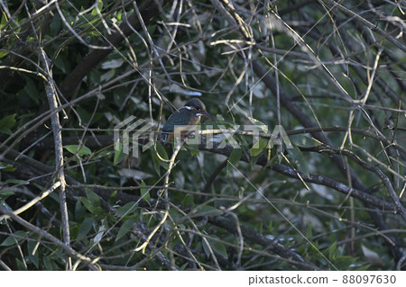 Kingfisher Kingfisher 88097630