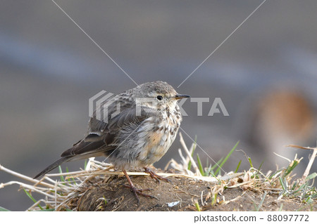 Tahi Bali Tahi Bali 88097772