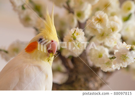 White plum and cockatiel White plum and cockatiel 88097815