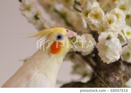 White plum and cockatiel White plum and cockatiel 88097816