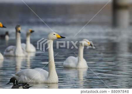 天鵝 天鵝 88097848