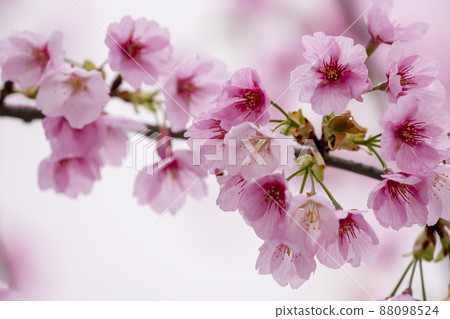 大冷櫻花盛開，名古屋 88098524