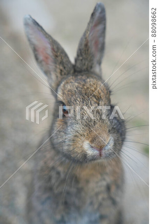 [New Year's material] Okunoshima rabbit brown face up 2 Takehara City, Hiroshima Prefecture 88098662