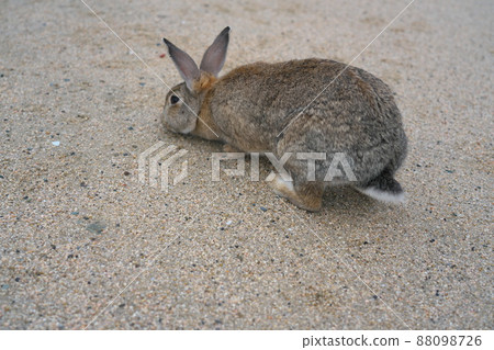 [新年材料]來自Okunoshima Gray 1廣島縣竹原市的兔子 88098726