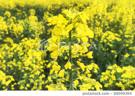 油菜花盛開的油菜花田 88099364