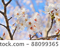 櫻花樹盛開 88099365