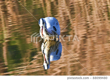水鏡中的灰鷺 水鏡中的灰鷺 88099480