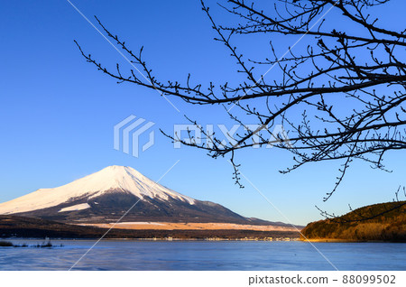 (Yamanashi Prefecture) Mt. Fuji in winter and dead trees / Lake Yamanaka in severe winter (Yamanashi Prefecture) Mt. Fuji in winter and dead trees / Lake Yamanaka in severe winter 88099502