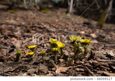 溫暖的早春光和山中的阿多尼斯·拉莫薩 88099527