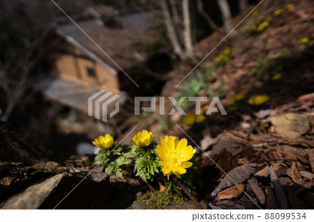 Warm early spring light and Adonis ramosa in the mountains 88099534
