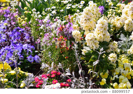 Flowers blooming in colorful spring 88099557