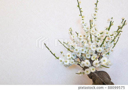 梅花盆景(大花綠色花萼) 梅花盆景(大花綠色花萼) 88099575