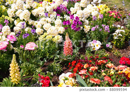 花開在五顏六色的春天 88099594