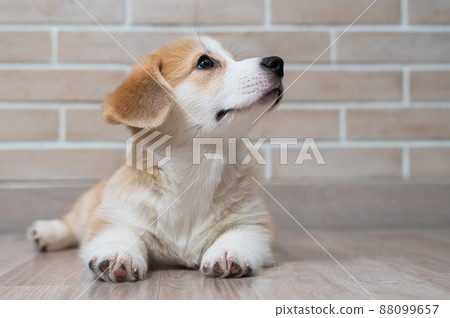 A cute welsh corgi puppy lies on the floor. A cute welsh corgi puppy lies on the floor. 88099657