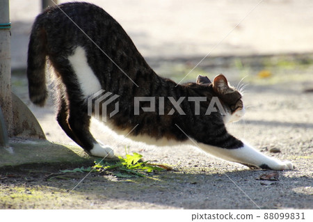 Stray cats relaxing in the park [at Fujisaki Forest Park, Narashino City, Chiba Prefecture] 88099831
