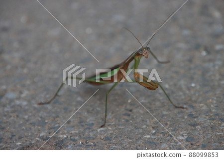 Roadside mantis [at Fujisaki Forest Park, Narashino City, Chiba Prefecture] 88099853