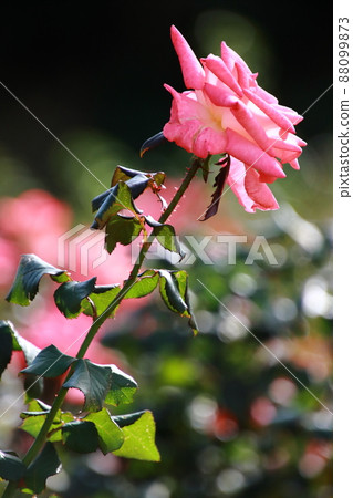 玫瑰（小夜子公主）【千葉縣習誌野市八津玫瑰園】 88099873