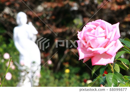 Roses (Wedding Bells) [At Yatsu Rose Garden, Narashino City, Chiba Prefecture] 88099877