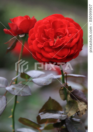 玫瑰【千葉縣習誌野市八津玫瑰園】 88099907