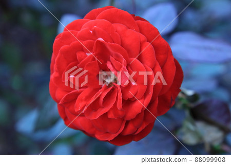 玫瑰【千葉縣習誌野市八津玫瑰園】 88099908