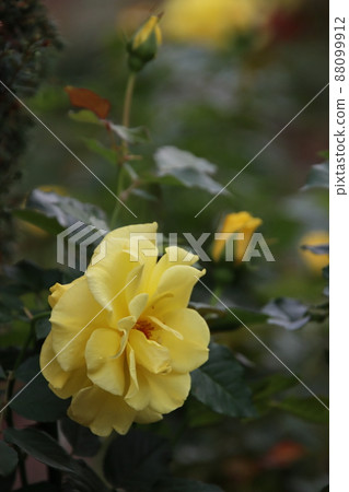 玫瑰（小蒼蘭）[千葉縣習誌野市八津玫瑰園] 88099912
