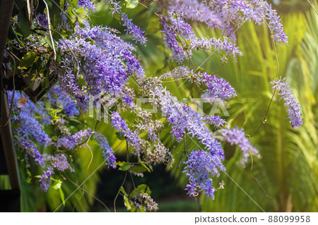 Sandpaper vine flower or Purple Wreath (Petrea volubilis L.) is flowers blooming with sunlight Sandpaper vine flower or Purple Wreath (Petrea volubilis L.) is flowers blooming with sunlight 88099958