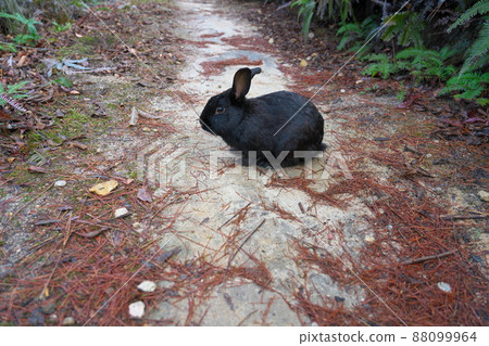 [New Year's material] Rabbit on Okunoshima Black on the promenade 2 Takehara City, Hiroshima Prefecture 88099964