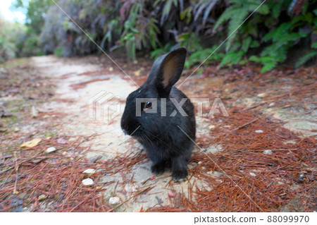 [New Year's material] Rabbit on Okunoshima Black on the promenade 8 Takehara City, Hiroshima Prefecture 88099970