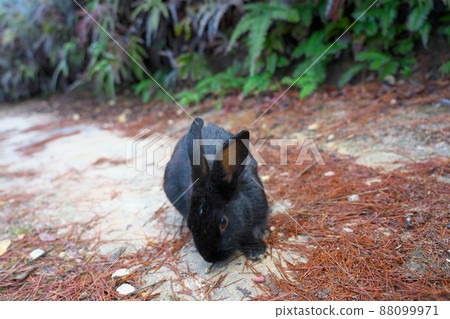 [New Year's material] Rabbit on Okunoshima Black on the promenade 9 Takehara City, Hiroshima Prefecture 88099971