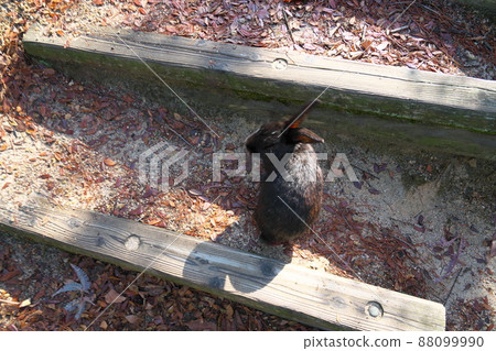 [New Year's material] Rabbit on Okunoshima, black on the promenade, looking back, Takehara City, Hiroshima Prefecture 88099990
