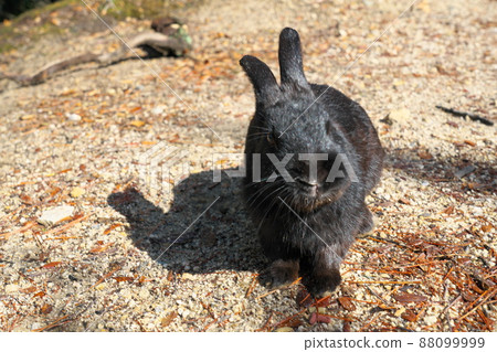[New Year's material] Rabbit on Okunoshima Black on the promenade 26 Takehara City, Hiroshima Prefecture 88099999