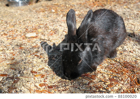 [New Year's material] Rabbit on Okunoshima Black 30 on the promenade Takehara City, Hiroshima Prefecture 88100020