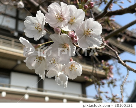 已經開始綻放的櫻花(染井吉野) 已經開始綻放的櫻花(染井吉野) 88100121