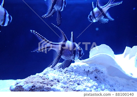 天野川天地台 (Pterapogon kauderni) 88100140