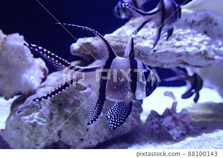 天野川天地台 (Pterapogon kauderni) 天野川天地台 (Pterapogon kauderni) 88100143