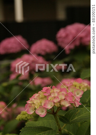 中山法華寺的繡球花盛開 中山法華寺的繡球花盛開 88100151