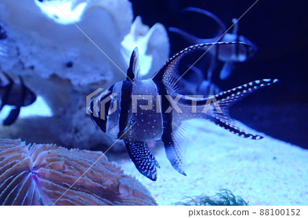 天野川天地台 (Pterapogon kauderni) 88100152