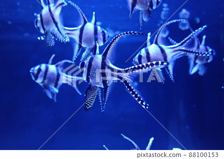 天野川天地台 (Pterapogon kauderni) 天野川天地台 (Pterapogon kauderni) 88100153