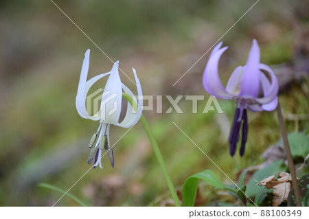 White katakuri flowers White katakuri flowers 88100349