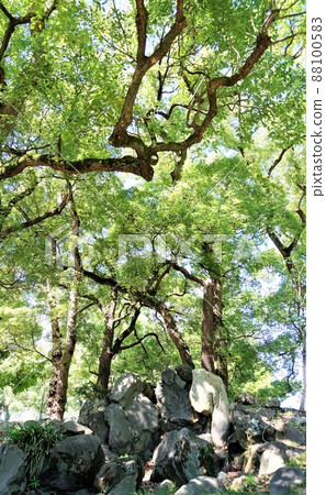 Scenery of Hibiya Park in the summer when trees grow thick 88100583