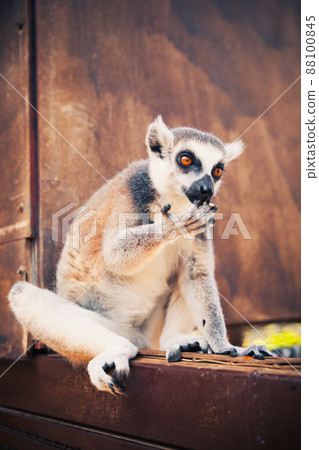 Ring-tailed lemur licking paw Ring-tailed lemur licking paw 88100845