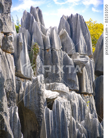 中國雲南世界遺產石林 88101050