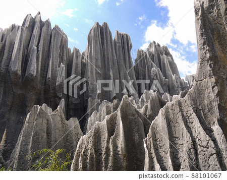 Yunnan, China World Heritage Stone Forest 88101067