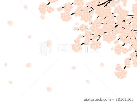 櫻花 櫻花 88101103