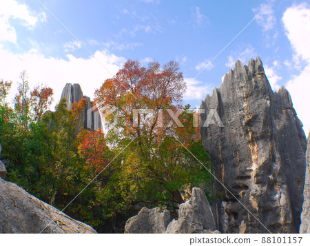 Yunnan, China World Heritage Stone Forest 88101157