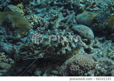Kobushime沖繩海水下照片 88101195