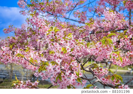 名花之裡 春天 名花之裡 春天 88101196