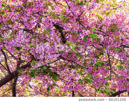 Cherry blossom trees 88101208