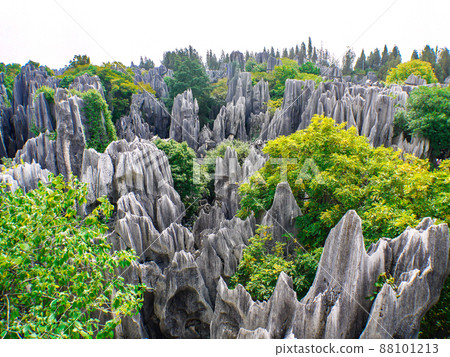 Yunnan, China World Heritage Stone Forest Yunnan, China World Heritage Stone Forest 88101213