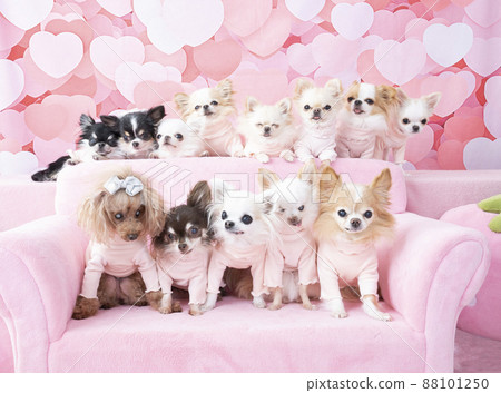 Group photo of a pink heart back, 12 chihuahuas and a toy poodle 88101250